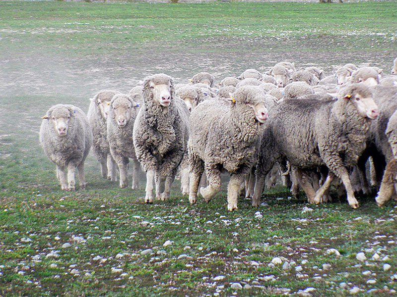Tasmanian Wool