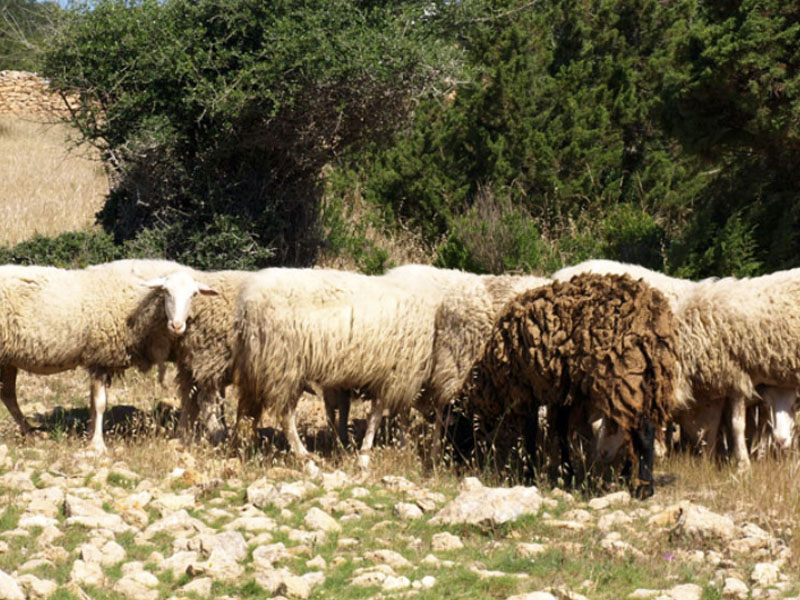 Majorca Wool